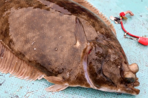 釣り上げた特大マコガレイ